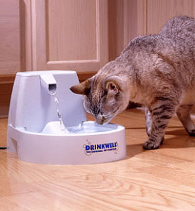 Что делать, если кошка много пьет воды?