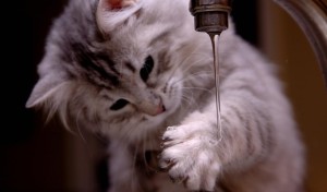 Почему кот или кошка мало пьет воды?