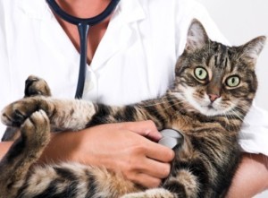 Причины гриппа у кошек и котов