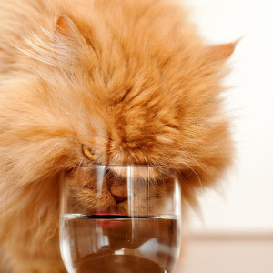 Как приучить кота или кошку пить воду?
