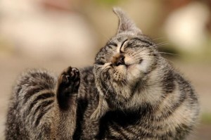 Травмы и микротравмы, как причина дерматита у кошек