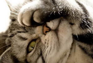 Дерматит у кошек, котов и котят - виды, признаки и лечение
