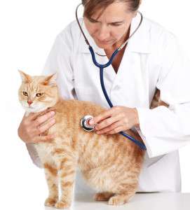 Грыжа у кошки, кота, котенка - виды, симптомы и лечение