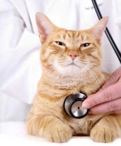 Симптомы инсульта у кошек