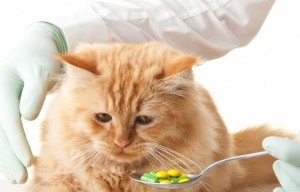 Лечение и профилактика Бордетелла бронхисептика у кошек и котов