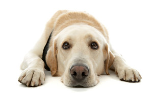 Рекомендации по управлению раком кожи у собак