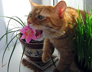 Что делать, если кот ест домашние цветы?