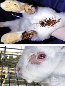 Инфекционные заболевания кролика