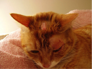 Грибковая инфекция у кошек и котов