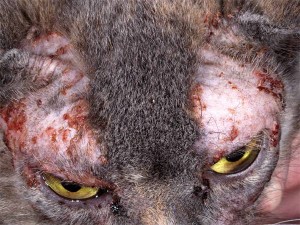 Аллергические реакции у кошек и котов