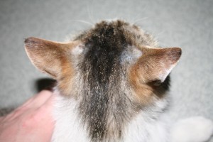 Ослабленный иммунитет у кошек и котов