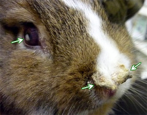 Инфекционные заболевания как причина пассивного (вялого) поведения кролика