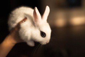 Диагностика поноса (диареи) у кроликов
