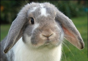 Функция слепой кишки в здоровом организме кролика