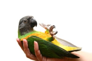 Заболевания попугаев, при которых необходима эвтаназию