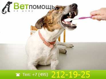 Чистка зубов собакам на дому
