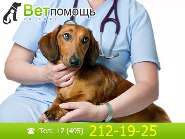 Ветеринар-эндокринолог в Москве