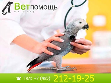 Ветеринар-Орнитолог в Москве