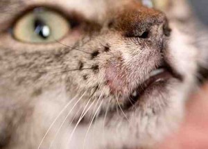 Методы лечения стригущего лишая у кошек и котов