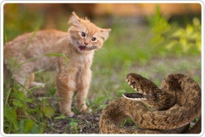 У кошки или кота опухла морда из-за укуса змеи