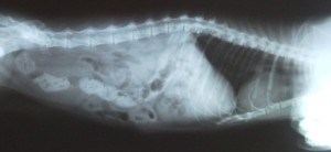 рак молочных желез у кошки