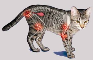 Влияние кошачьей кальцивирусной инфекции на суставы кошек и котов
