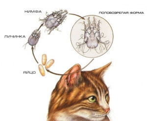 Жизненный цикл развития ушного клеща у кошек и котов