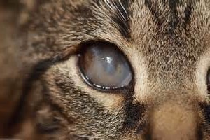 Симптомы кошачьей хламидофилы