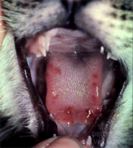 Симптомы гриппа у кошек и котов