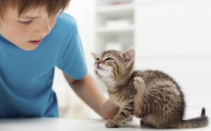 Возбудители отодекоза (ушной чесотки) у кошек и котов