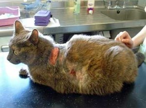 Симптомы синдрома Кушинга у кошек и котов