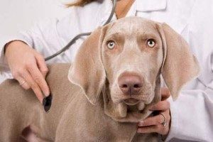 Симптомы и виды рака кожи у собак