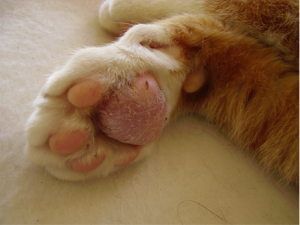 Лечение аллергического контактного дерматита у кошек и котов