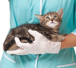 Аллергический контактный дерматит у кошек и котов