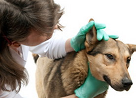 Диагностика аллергии у собак и тестирование