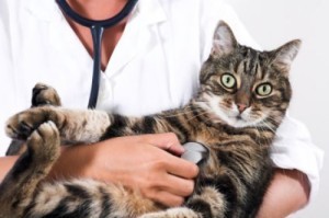 Аллергия у кошек и котов