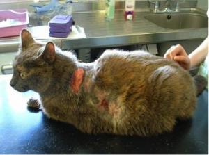Болезнь гипофизарный гиперадренокортицизм у кошек и котов