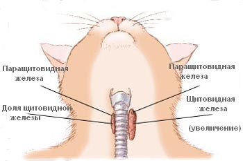 Заболевание эндокринной системы, щитовидная железа у кошек и котов