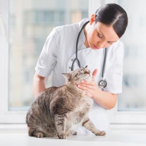 Болезни гипофиза у кошек и котов