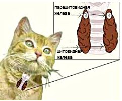 Заболевания паращитовидных желез у кошек и котов