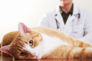 Сахарный диабет (заболевание поджелудочной железы) у кошек и котов