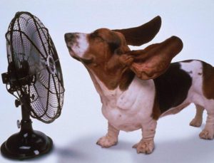 Профилактика теплового удара у собак