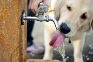 Лечение теплового удара у собак