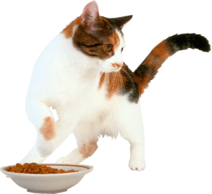 Кошка не ест из-за болевого синдрома и стресса