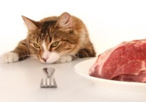 Кошка не ест по причине отравления