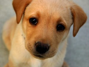 Как я могу предотвратить диарею/понос у моей собаки?