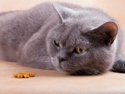У кота нет аппетита и вялость что делать в домашних условиях